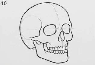 Step 10 of 12: The cranium’s own lines